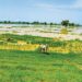 Flood Washes Away Rice Farms In Kebbi 5 Flood Washes Away Rice Farms In Kebbi