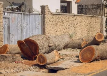 Court Jails 2 For Illegal Tree Felling In Kano