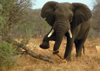 Stray Elephant Kills Middle-aged Farmer In Ogun