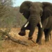 Stray Elephant Kills Middle-aged Farmer In Ogun
