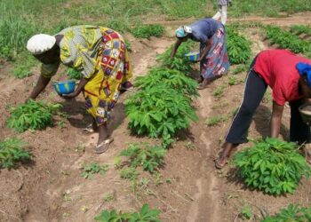 TWDO Empowers 100 Widows With Modern Agricultural Techniques