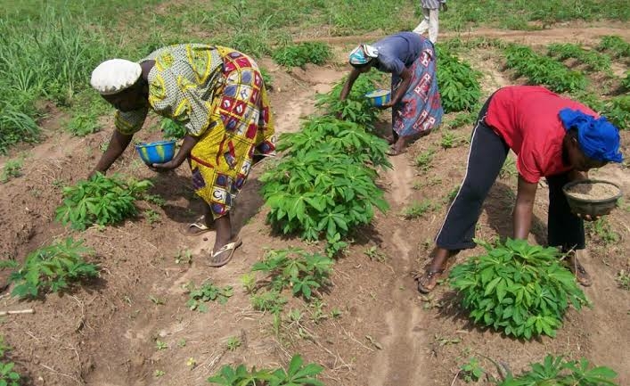 TWDO Empowers 100 Widows With Modern Agricultural Techniques 1 cassava farming