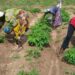 TWDO Empowers 100 Widows With Modern Agricultural Techniques
