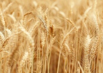 Nigeria Targets 2.7m MT Cereal Production Growth By By 2034