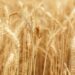 Nigeria Targets 2.7m MT Cereal Production Growth By By 2034