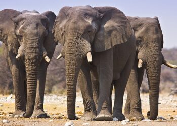 Elephants Kill Farmer In Ogun