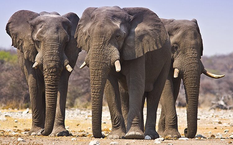 Elephants Kill Farmer In Ogun