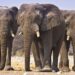 Elephants Kill Farmer In Ogun