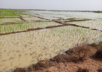 Flood Alert: Kwara Gov’t Issues Advisory To Farmers