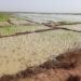 Flood Alert: Kwara Gov’t Issues Advisory To Farmers