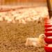 Rising Heat Threatens Poultry Farming, Don Warns