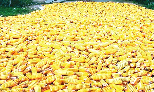 TELA Maize Has Boosted Yields, Profits For Nigerian Farmers - Study 1 maize 2