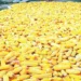 TELA Maize Has Boosted Yields, Profits For Nigerian Farmers – Study