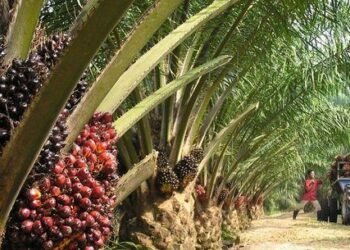 Federal Gov’t Raises Committee To Curb $600m Annual Palm Oil Imports