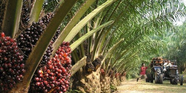 palm oil