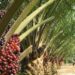 Federal Gov’t Raises Committee To Curb $600m Annual Palm Oil Imports