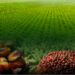Presco Seeks Shareholders’ Approval To Acquire Ghana Firm 5 Presco Seeks Shareholders’ Approval To Acquire Ghana Firm