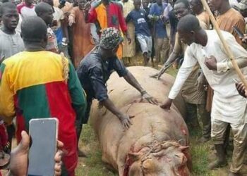 Villagers Kill Hippopotamus In Niger