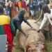 Villagers Kill Hippopotamus In Niger