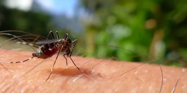 Mosquito