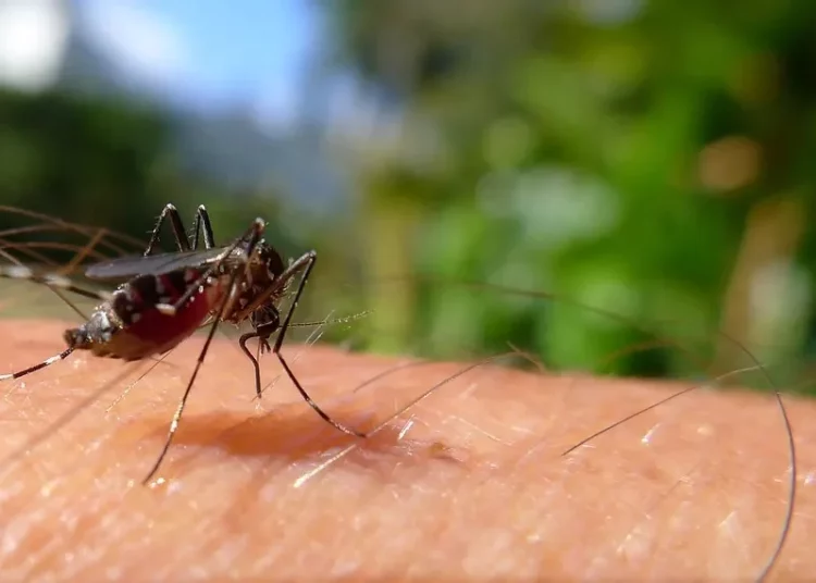 Mosquito