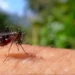 Nigeria On Alert For Mosquito-borne Disease Outbreak
