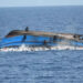 3 Farmers Die, 17 Rescued As Boat Capsizes In Borno