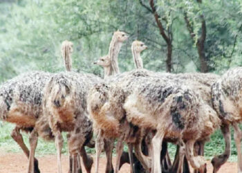 Investing In Ostrich Breeding For Profit