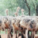 Investing In Ostrich Breeding For Profit