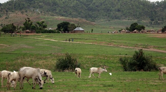 Cattle graze in a reserve inside Paikon Kore community in Gwagwalada on June 4, 2024. - With more than 300 ethnic groups, Nigeria often struggles with outbreaks of intercommunal or ethnic violence, and herder-farmer disputes are common.
Nigerian officials are promoting a plan to give traditionally nomadic Fulani herders their own land on dozens of designated reservations, arguing it can stop confrontation by preventing cattle from wandering onto farms and settlements.
The authorities want to extend the rollout of reserves and say the scheme will help heal old wounds. (Photo by Kola Sulaimon / AFP)