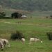 FG Plants Seeds Of Peace, Prosperity At Kawu Grazing Reserve