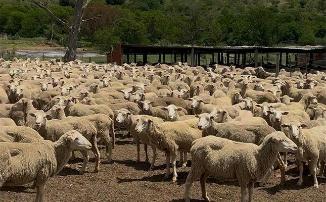Investing In Sheep Breeding For Profit 1 National wool growers