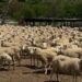 Investing In Sheep Breeding For Profit