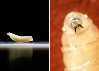 US Reports First Human Case Of Flesh-eating Screwworm