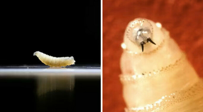 US Reports First Human Case Of Flesh-eating Screwworm 1 Screenshot 2025 08 25 082035