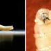 US Reports First Human Case Of Flesh-eating Screwworm 5 US Reports First Human Case Of Flesh-eating Screwworm