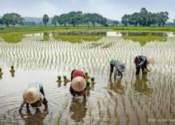 Farmers Battle To Salvage Crops From Floods, Fear Poor Harvest