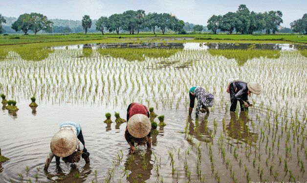 Farmers