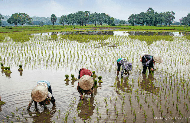 Farmers Battle To Salvage Crops From Floods, Fear Poor Harvest 1 Smallholder rice farmers in Ebonyi