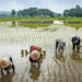 Farmers Battle To Salvage Crops From Floods, Fear Poor Harvest