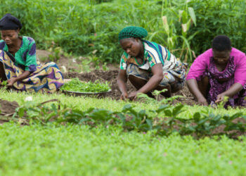 NGO Empowers Kano Women On Climate-Smart Agriculture