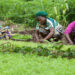 NGO Empowers Kano Women On Climate-Smart Agriculture 5 NGO Empowers Kano Women On Climate-Smart Agriculture