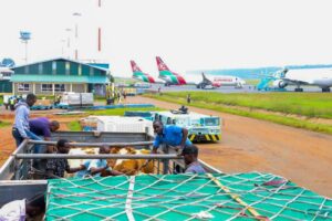 Kenya Exports 50 Special Dairy Cows To Nigeria