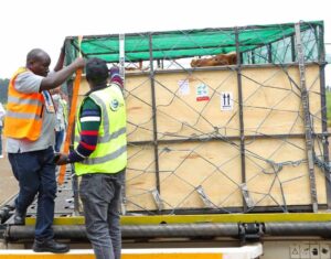 Kenya Exports 50 Special Dairy Cows To Nigeria