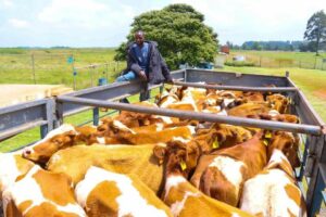 Kenya Exports 50 Special Dairy Cows To Nigeria