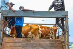Kenya Exports 50 Special Dairy Cows To Nigeria