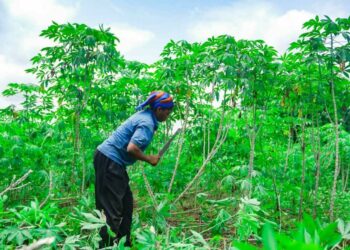 Oyo Gov’t Approves Additional Loan For Farmers
