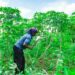 Oyo Gov’t Approves Additional Loan For Farmers 5 Oyo Gov’t Approves Additional Loan For Farmers