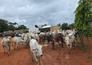 Kaduna Police Nab 13 Cattle Rustlers, Recover 27 Stolen Cattle