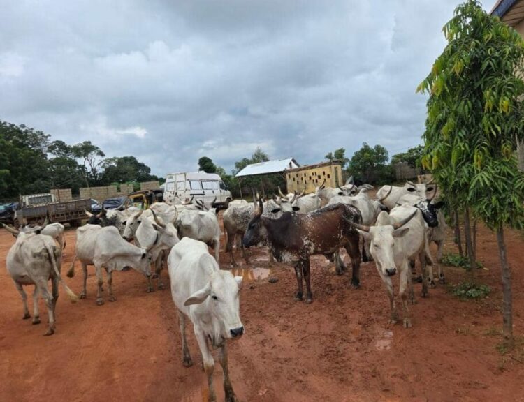 Kaduna